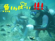 ダイビングＩＮ大度海岸(*´pq｀)