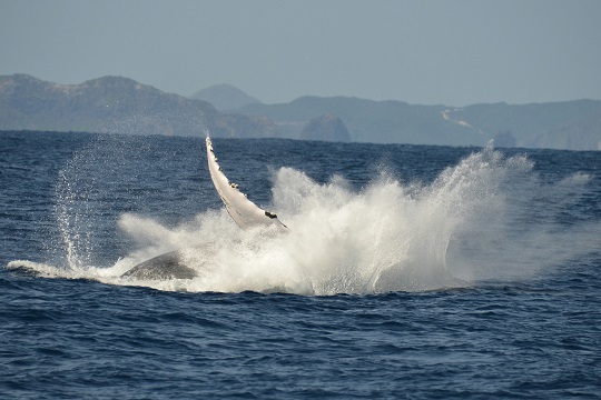 高波でもクジラさんは　およいでるんだぞ♪・・・の巻（＾ｕ＾）