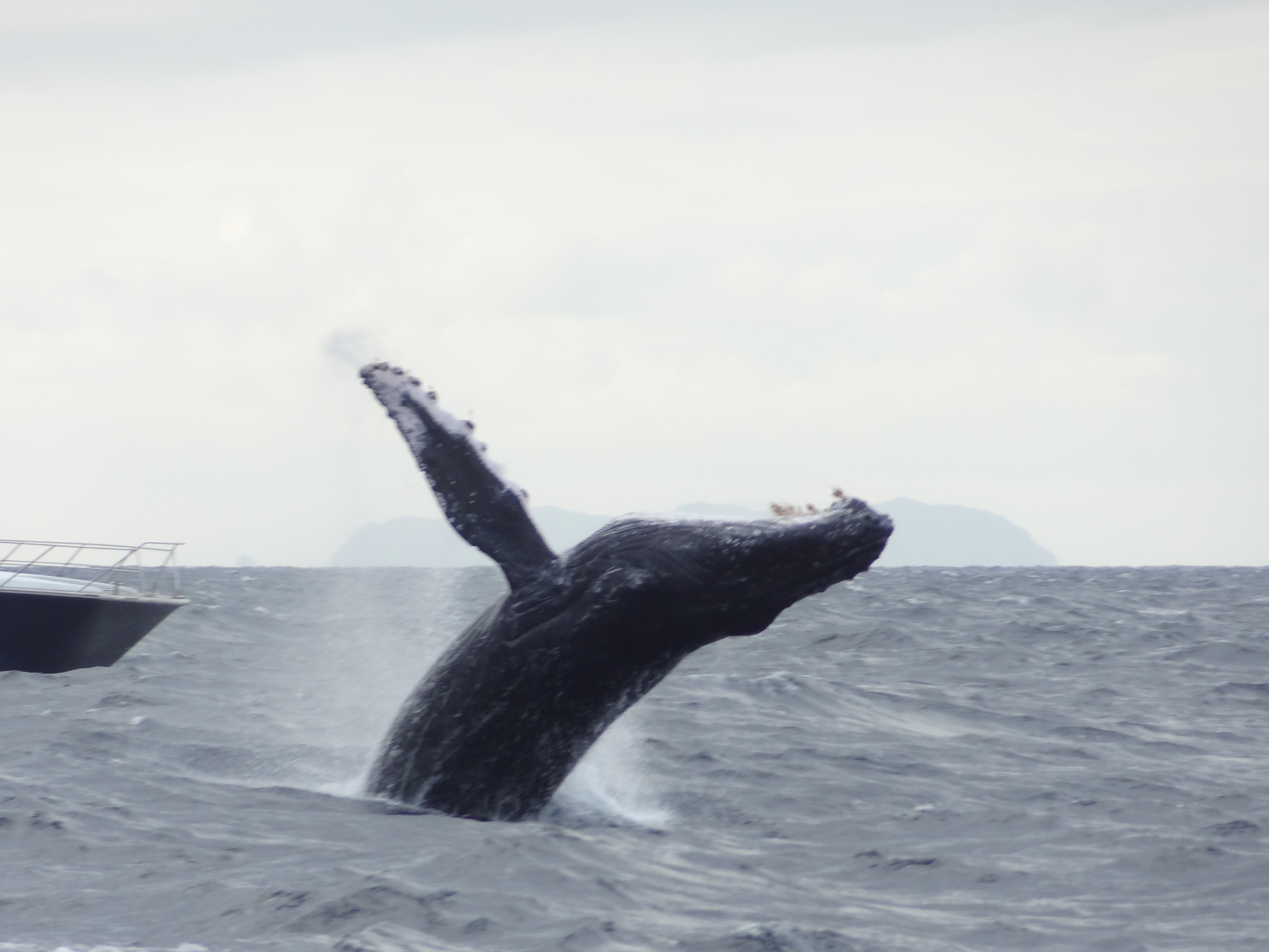 クジラさんまだかな～！