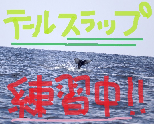 そろそろ子クジラの・・・。