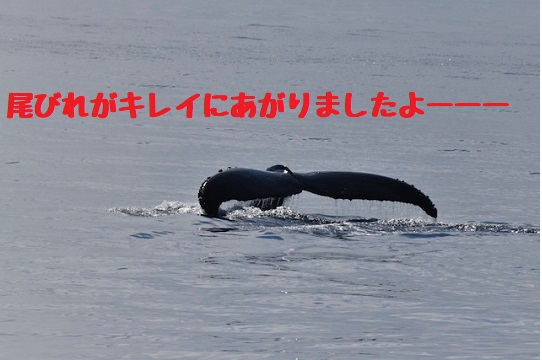 北海道は今・・・