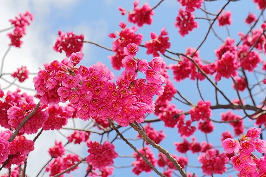 沖縄の桜は、もう咲いてます！