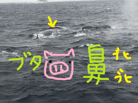 クジラのお鼻は豚ッ鼻♪