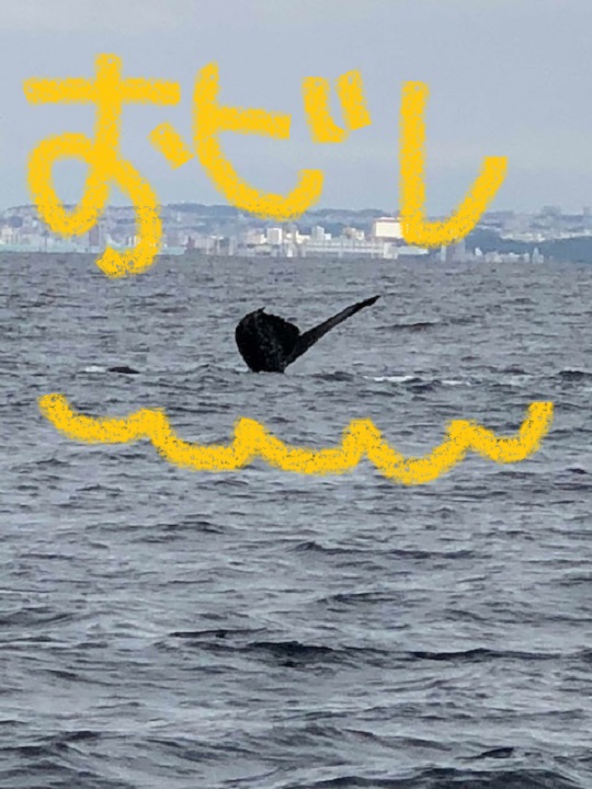 イルカはいるか！？