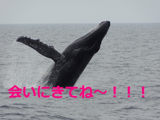 もうすぐ冬だ！クジラだ！