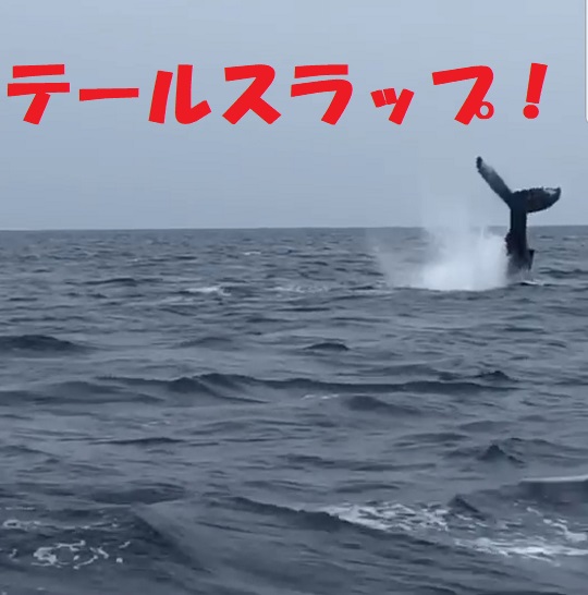 クジラバンザイ！！