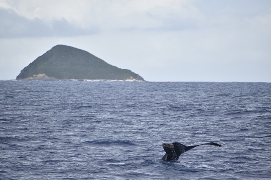 クジラパーティー