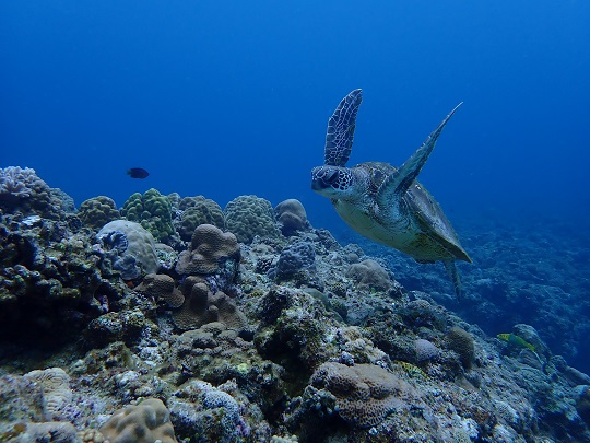 今日も海の中は穏やか～🐠