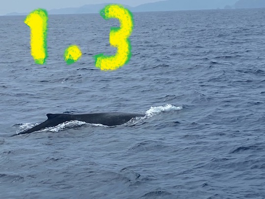 親子クジラ発見！