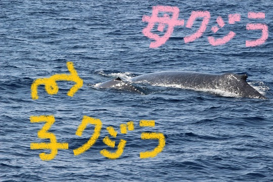 親子の鯨