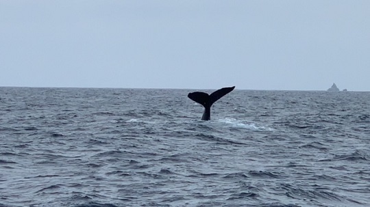 自由なクジラ