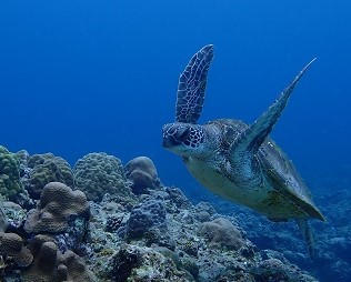 海不足になってきました🐢