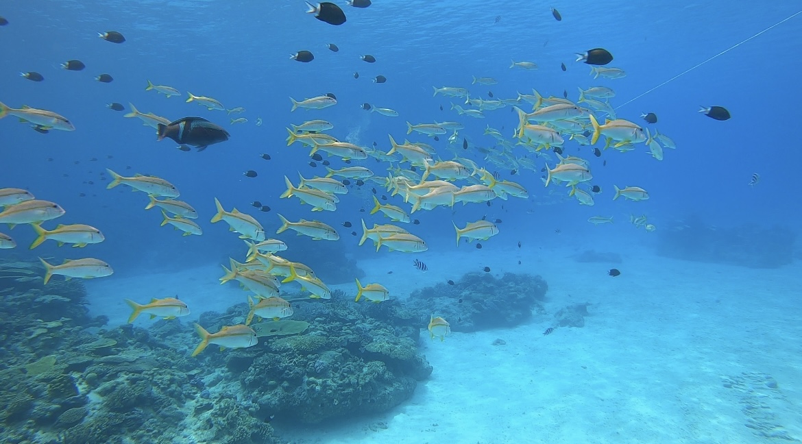 クエフ島の魚群！！！