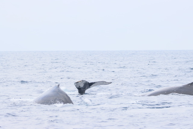 曇り時々クジラ