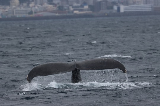 クジラの成長