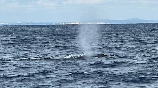 初ホエールウォッチング🐋