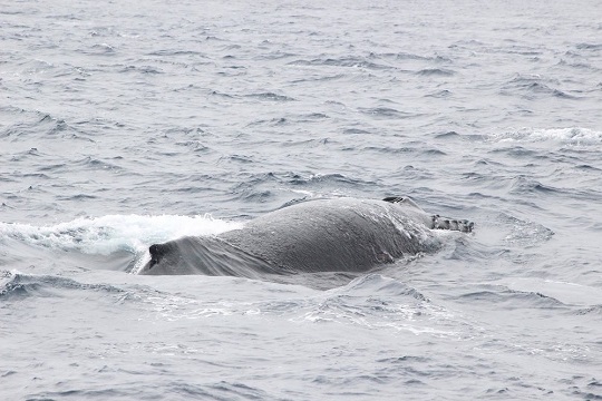 発見！親子クジラ！