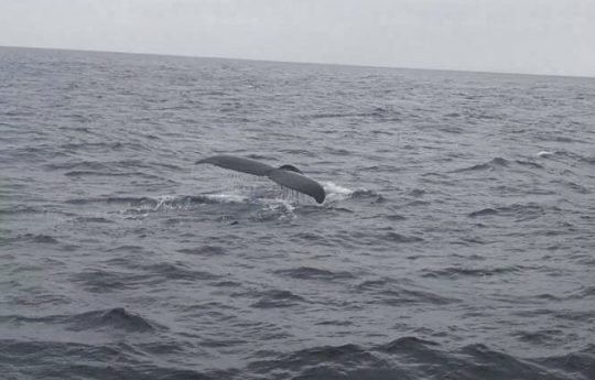 荒れ海でしたが見れました!