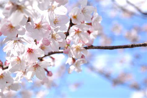 桜🌸