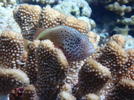 サンゴに隠れてる生き物