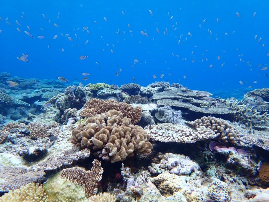 慶良間諸島のサンゴ！