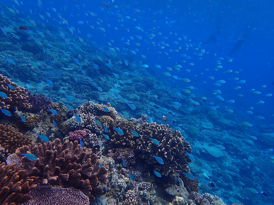 お魚☆天国