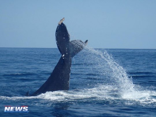 クジラの考え