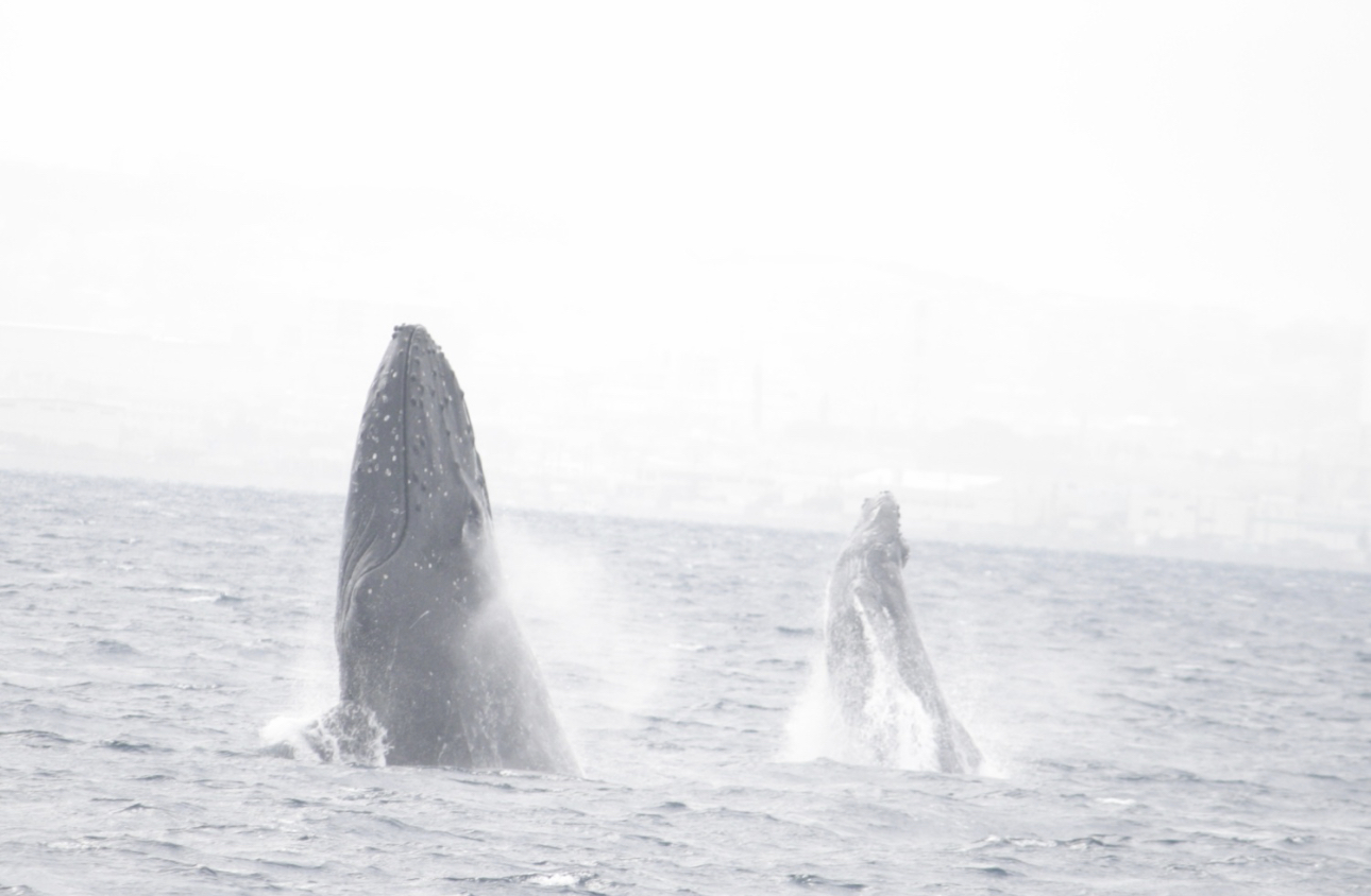 子クジラの成長🐳