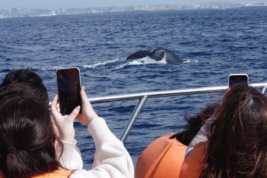 気まぐれなクジラ