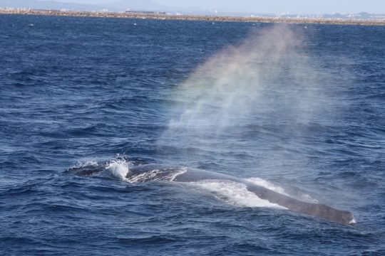 クジラ大量発生…？