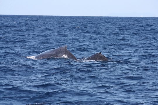 3月のクジラ達