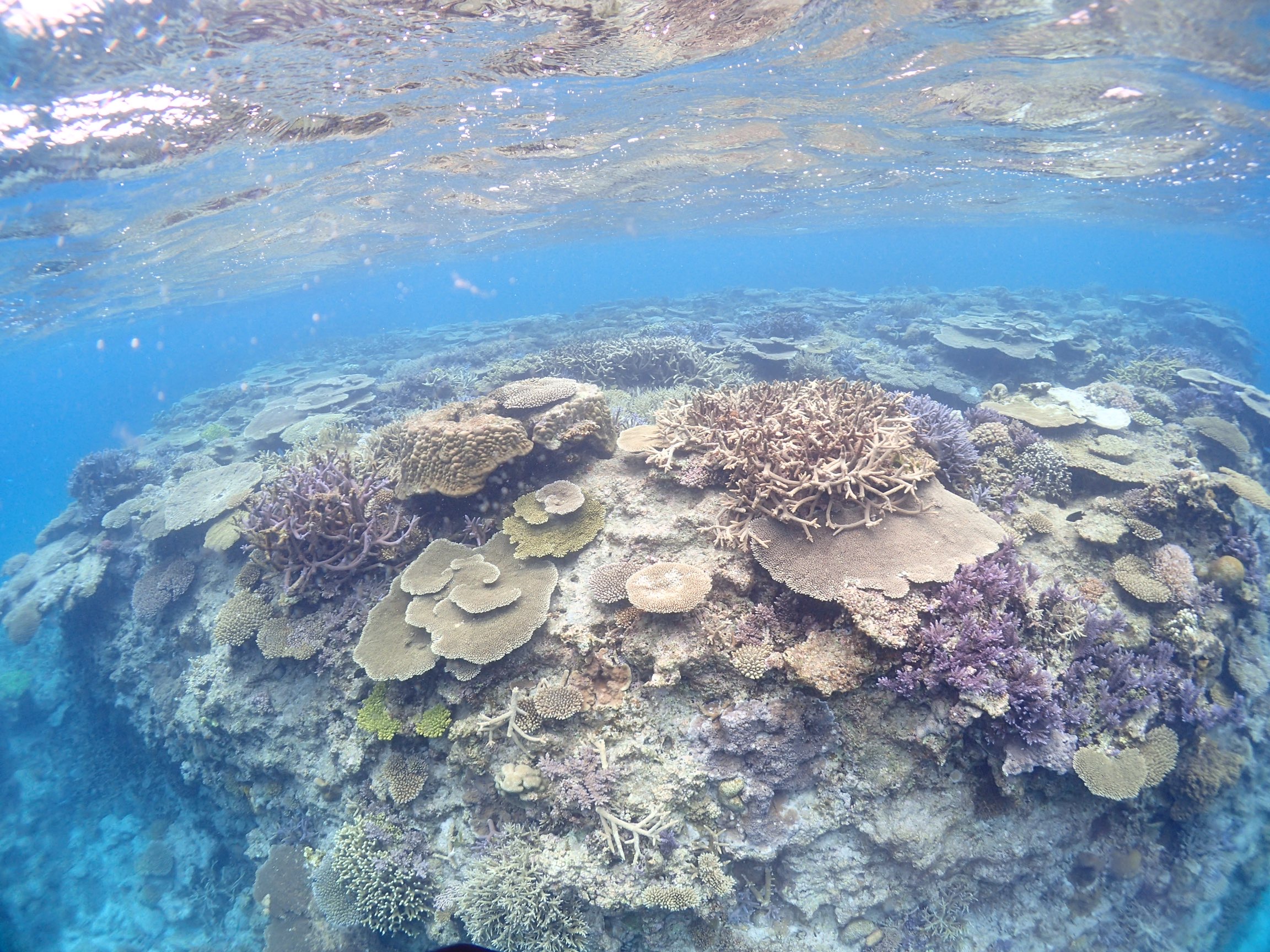 綺麗な珊瑚礁！