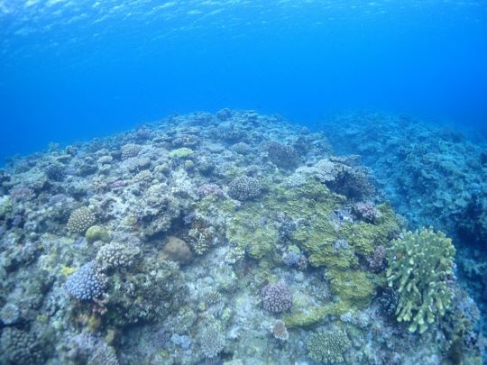 夏だ！海だ！泳ぎまくりだ！