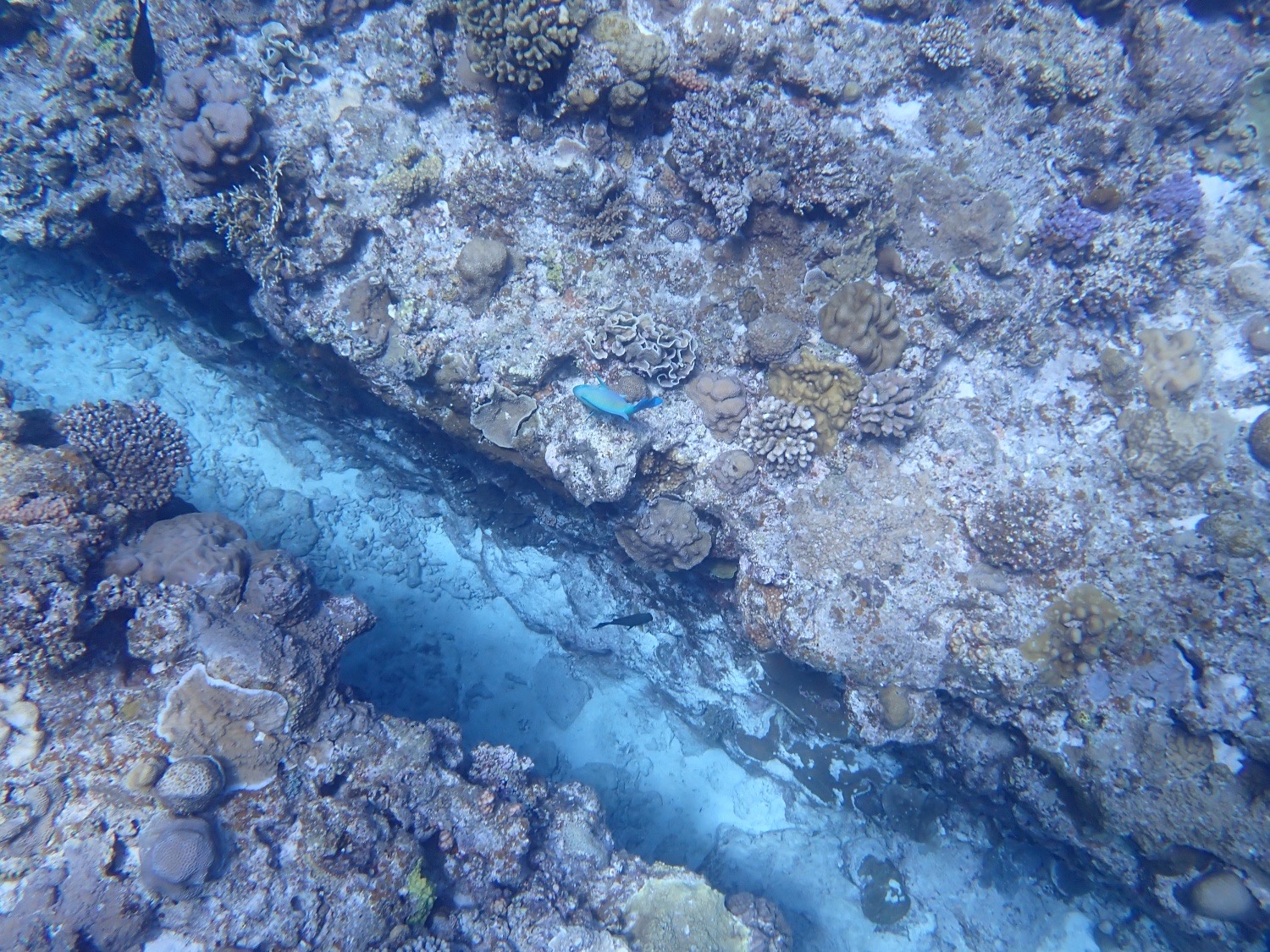 慶良間諸島シュノーケリング