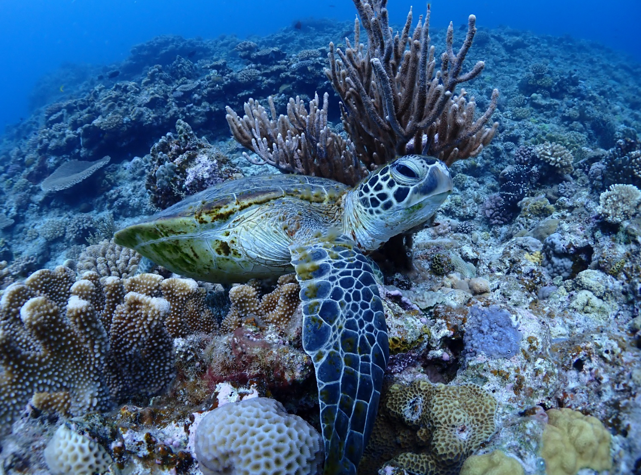 慶良間諸島シュノーケリング