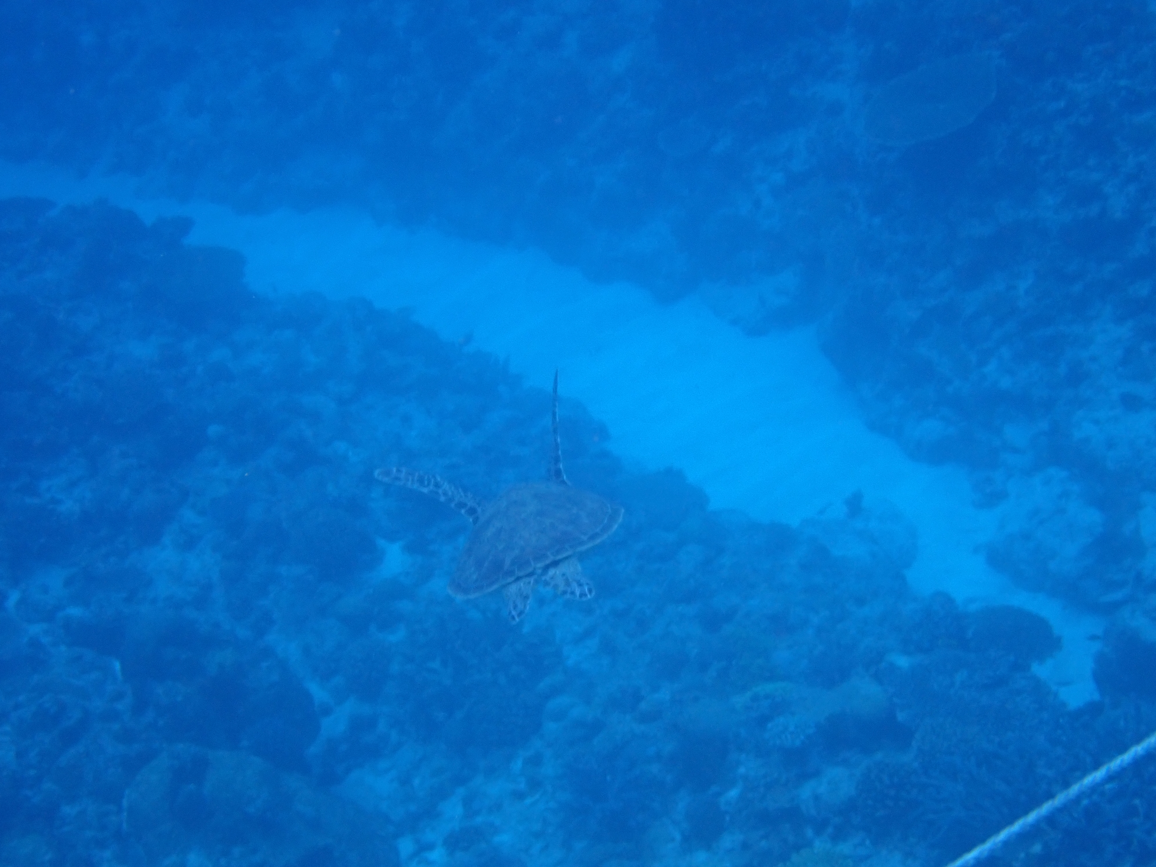 慶良間諸島シュノーケリング