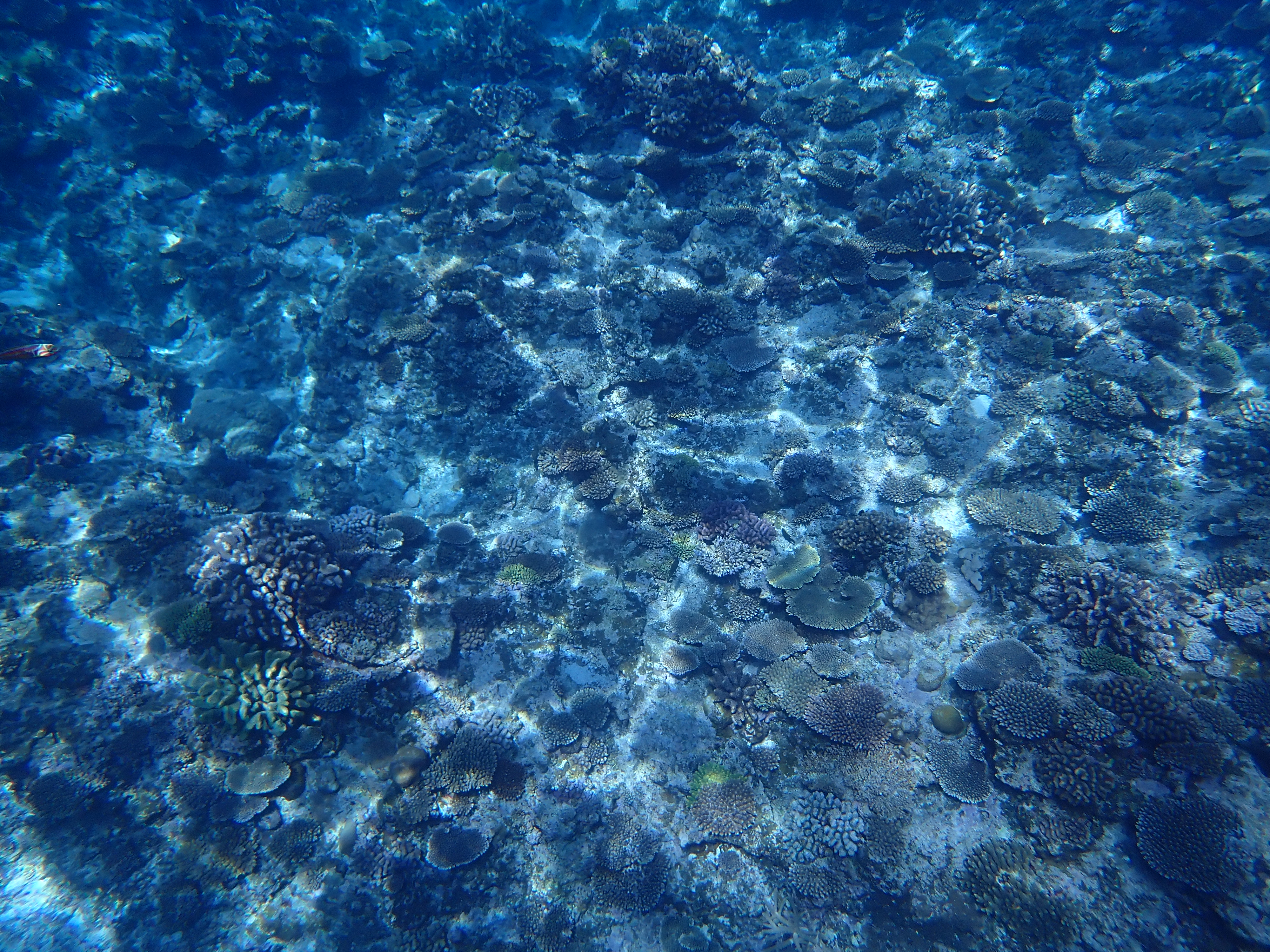 慶良間シュノーケル