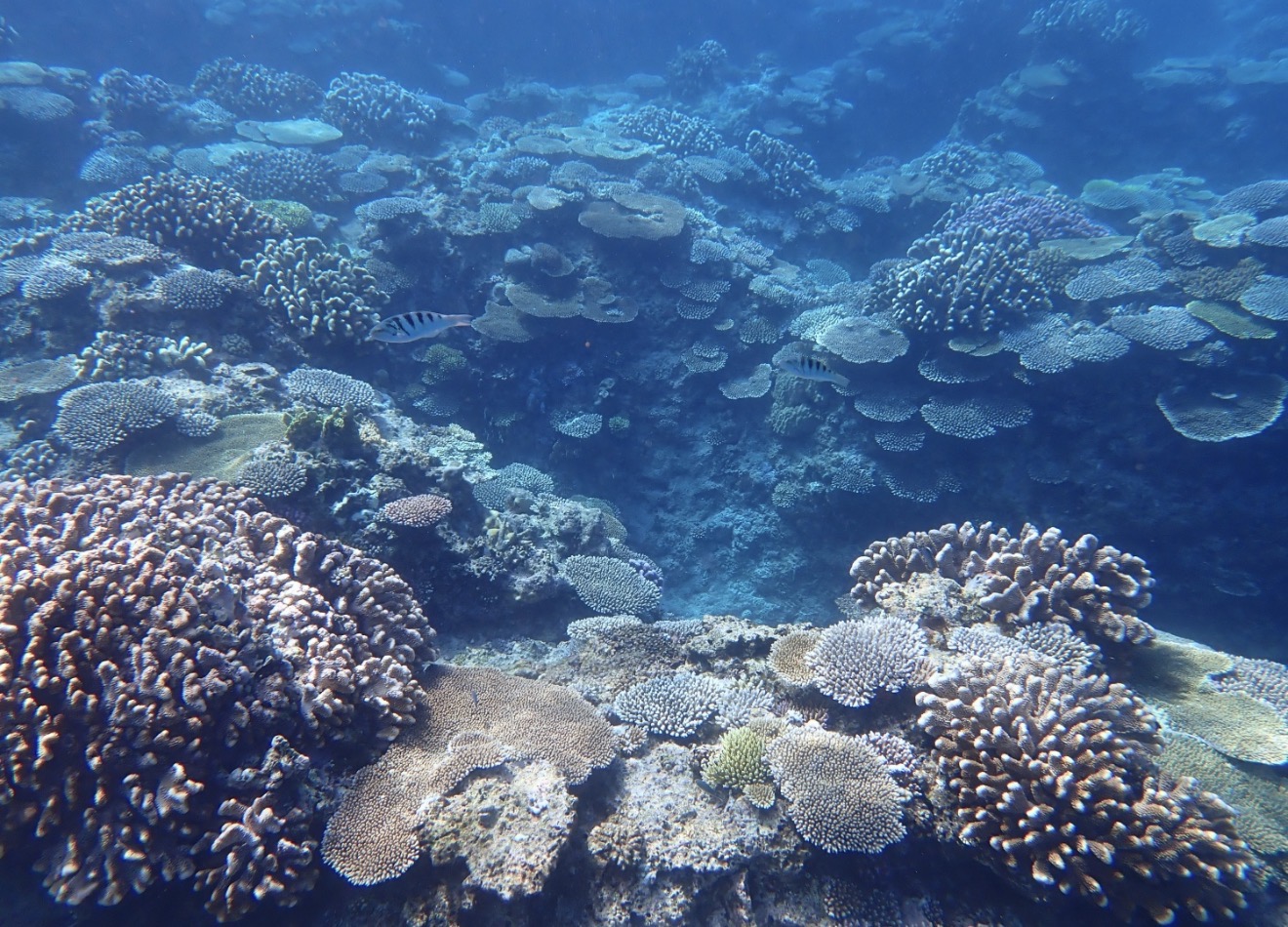 慶良間諸島シュノーケリング