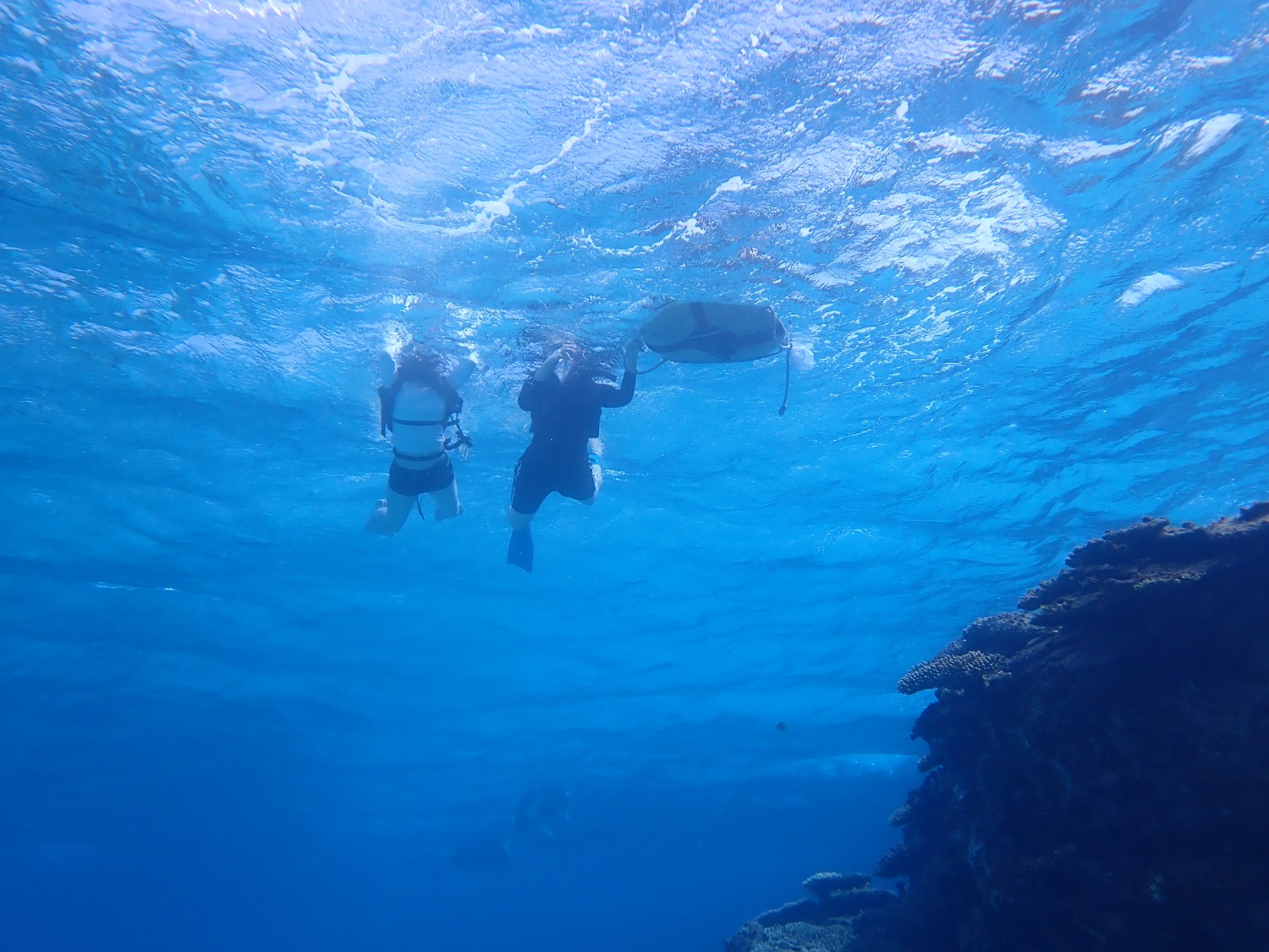 慶良間諸島シュノーケリング