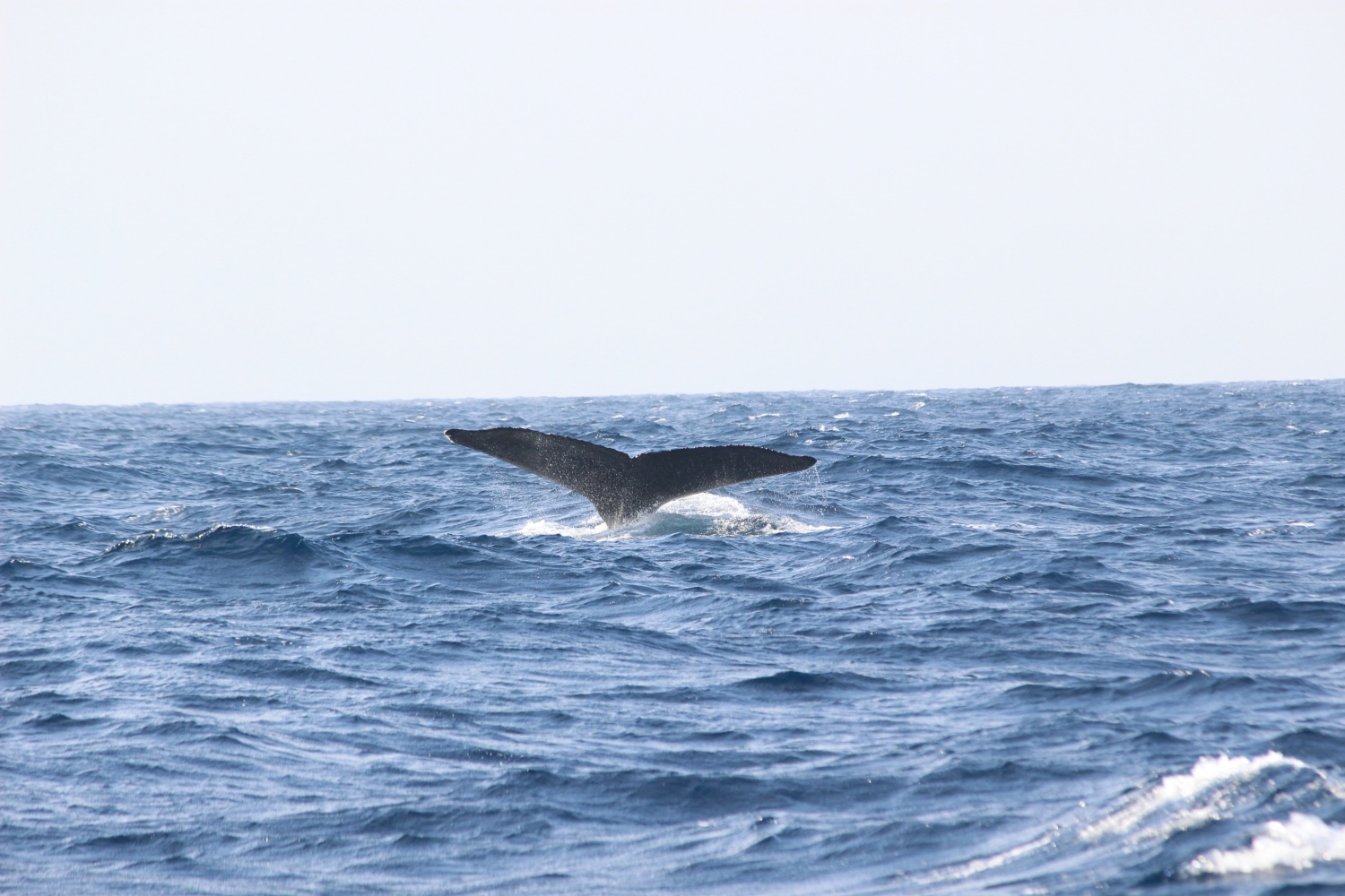 ホエールウォッチング