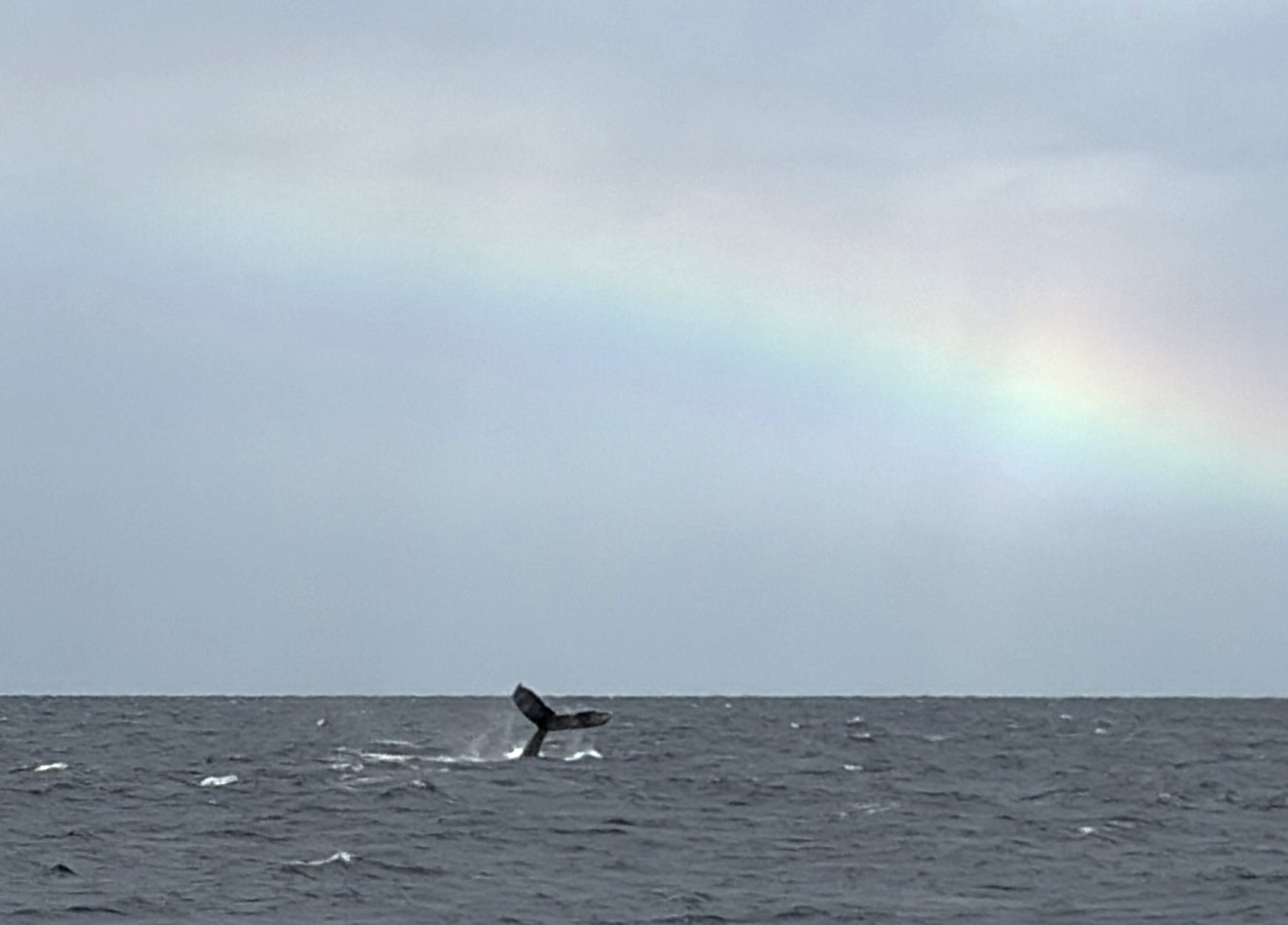 ホエールウォチング