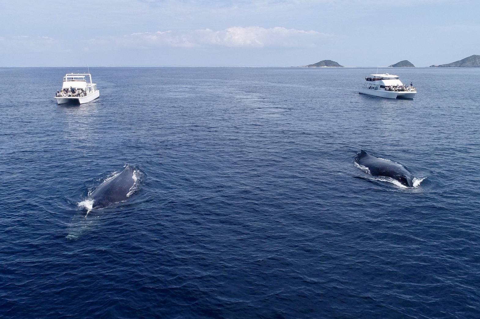 ホエールウォッチング