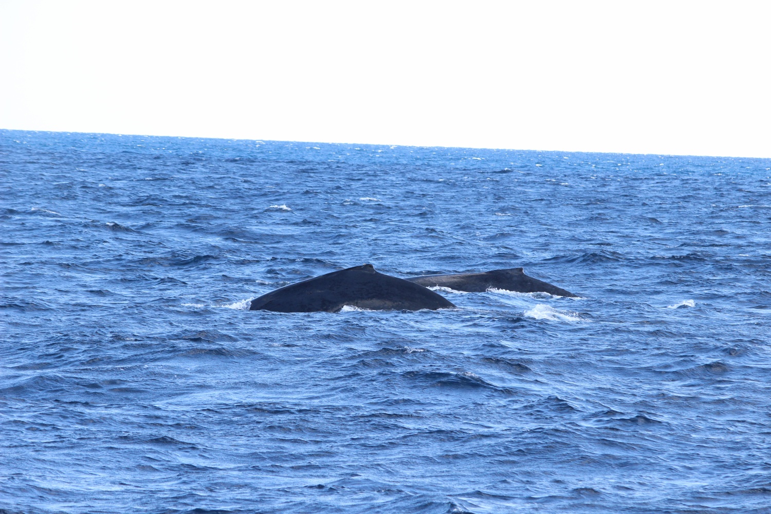 ホエールウォッチング