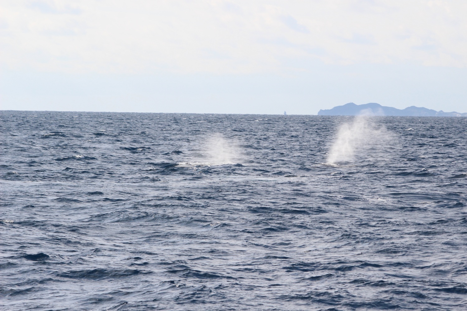 ホエールウォッチング