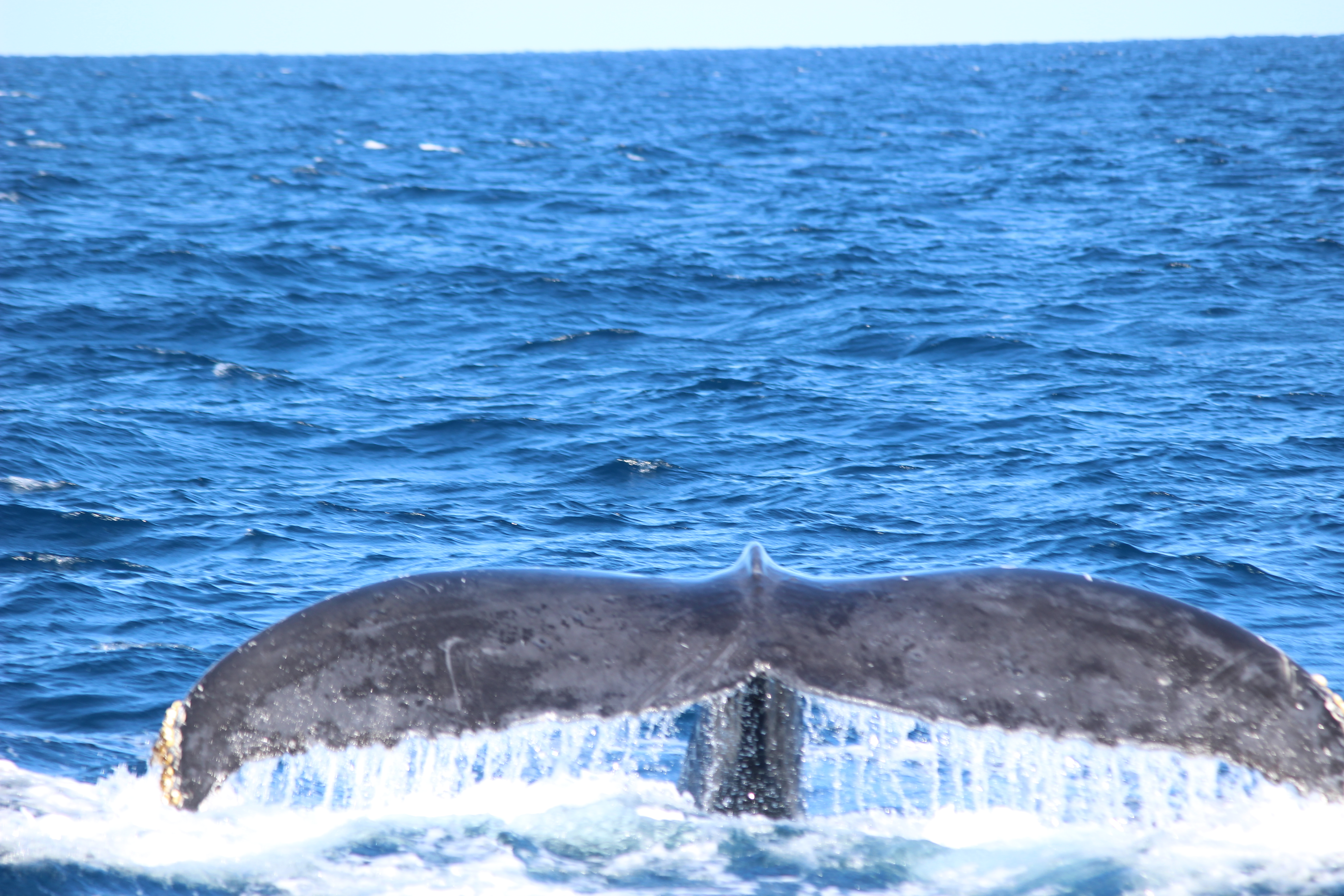 ホエールウォッチング