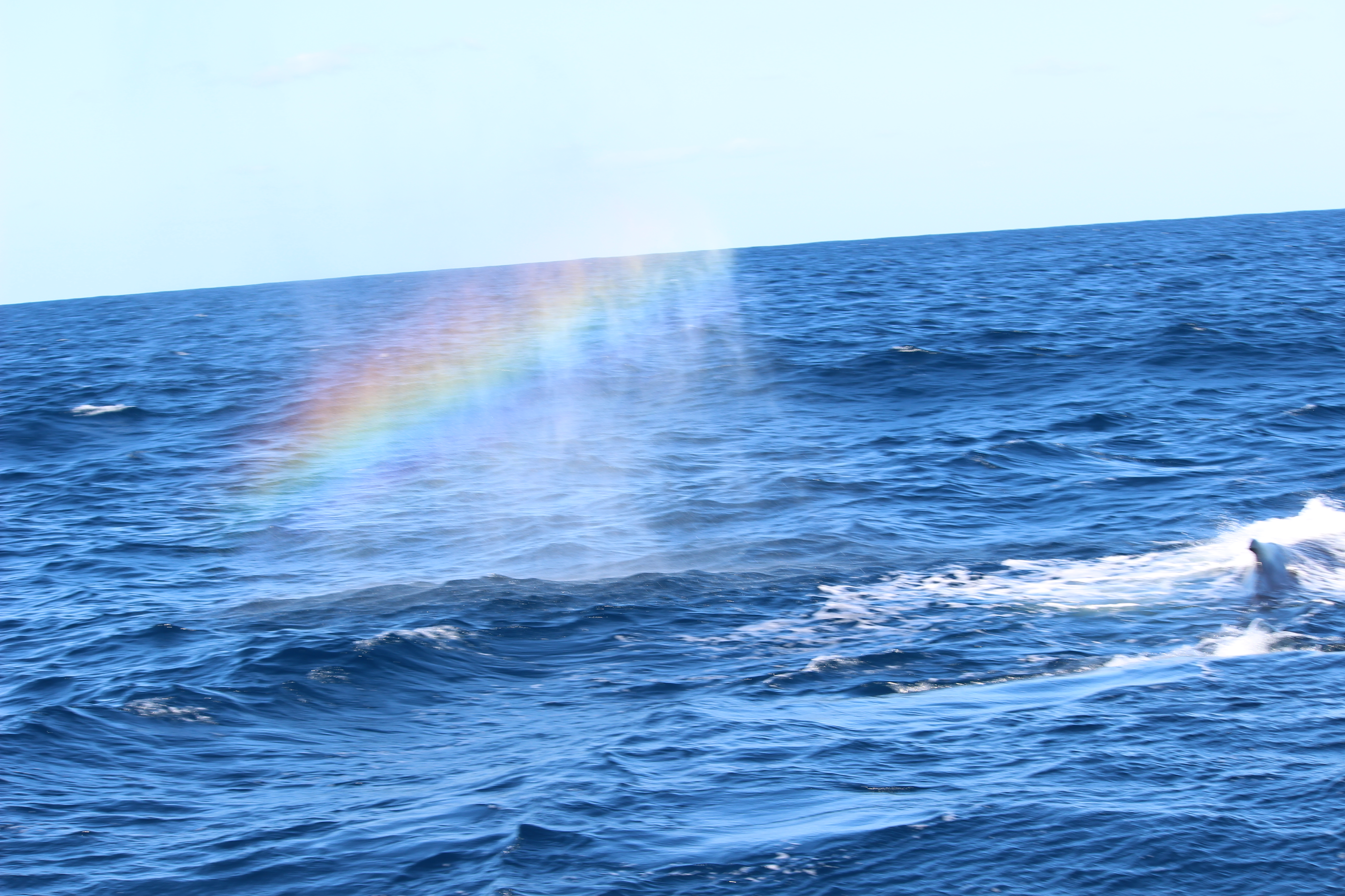 ホエーエルウォッチング