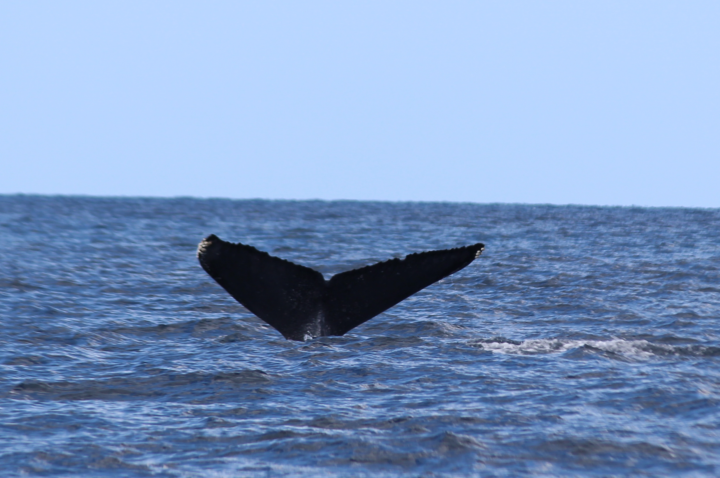 ホエールウォッチング