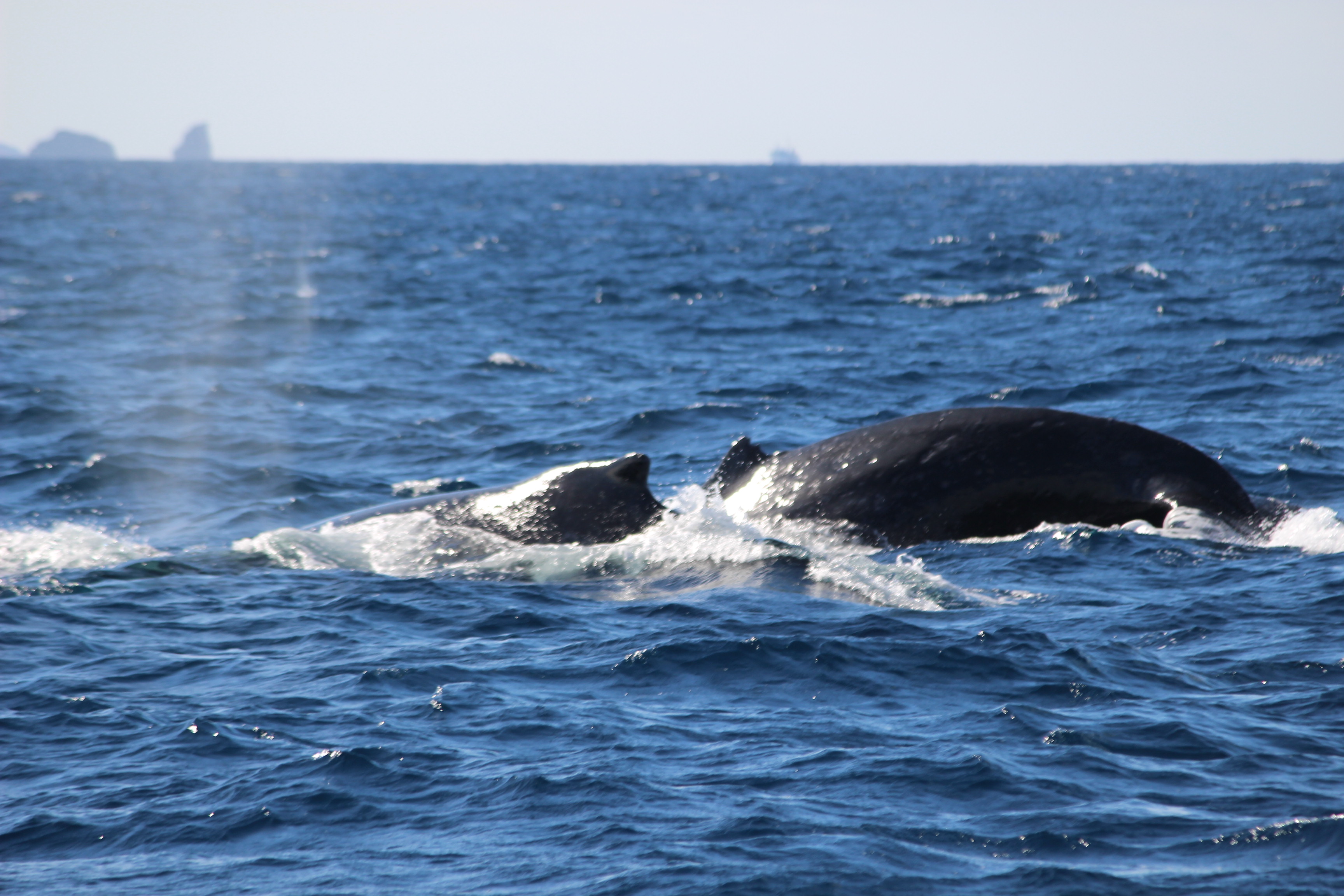 ホエールウォッチング
