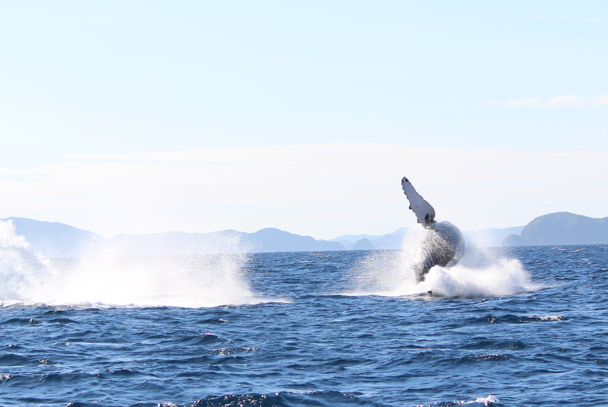 ホエールウォッチング