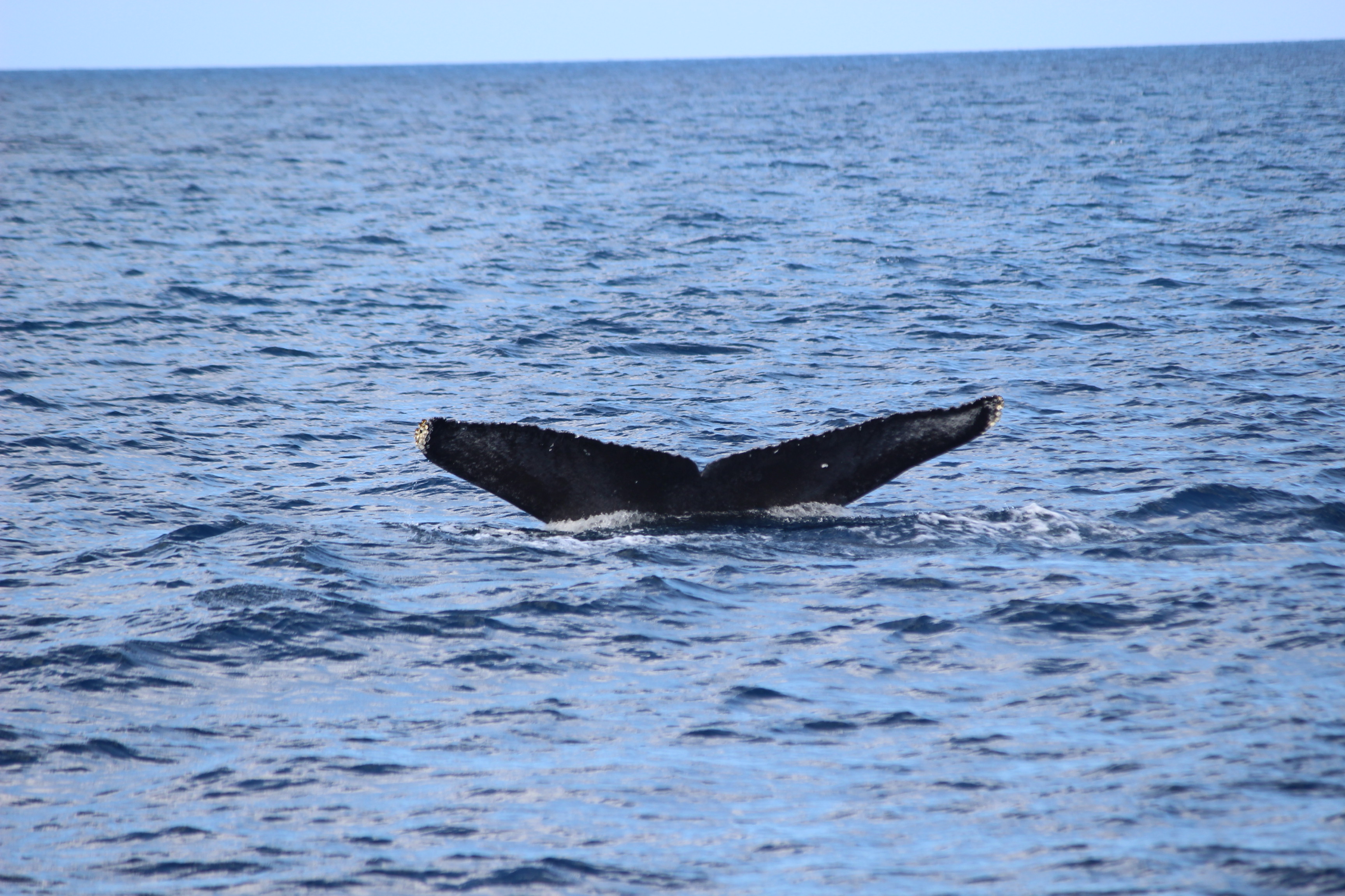 ホエールウォッチング